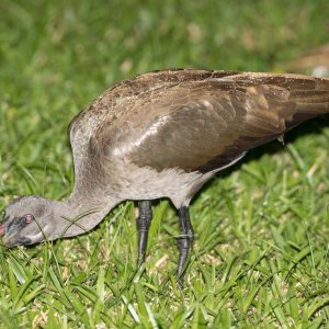 the early Ibis catch the worm