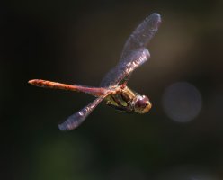 3R3A9024-DxO_Common_darter_dragonfly_flying-ls-sm_crop.jpg